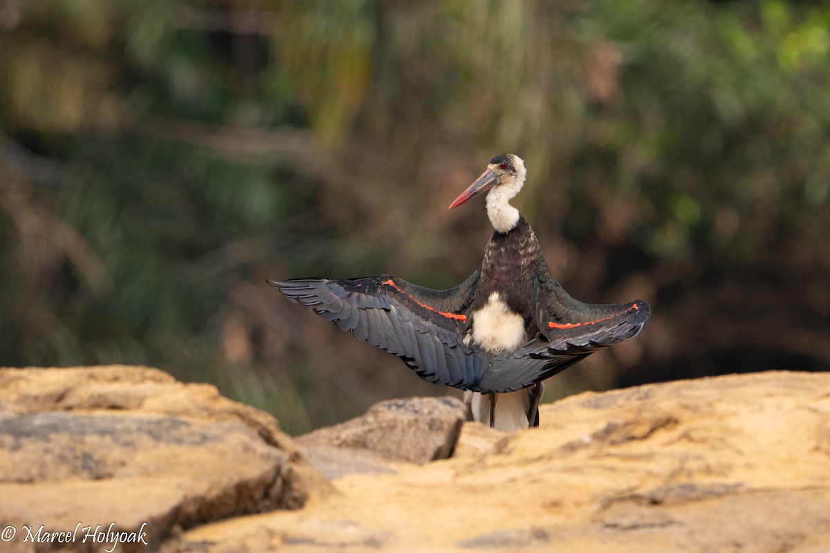 African Woolly-necked Stork - ML449203171