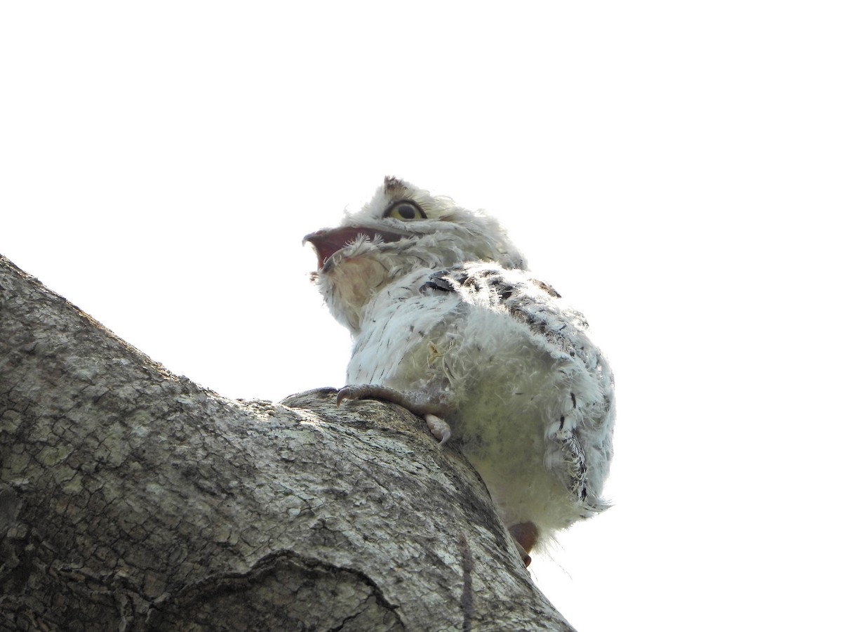 Northern Potoo - Cornelio Chablé