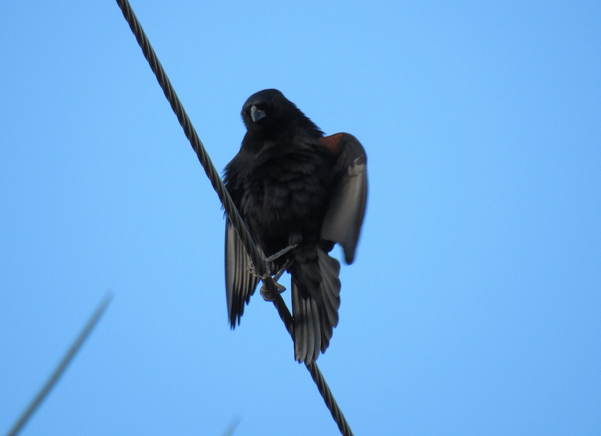 Screaming Cowbird - Matias Almeida