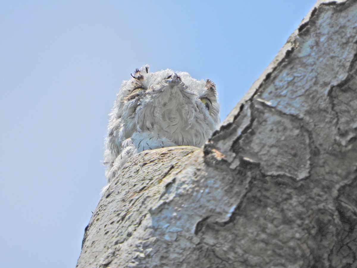 Northern Potoo - Cornelio Chablé