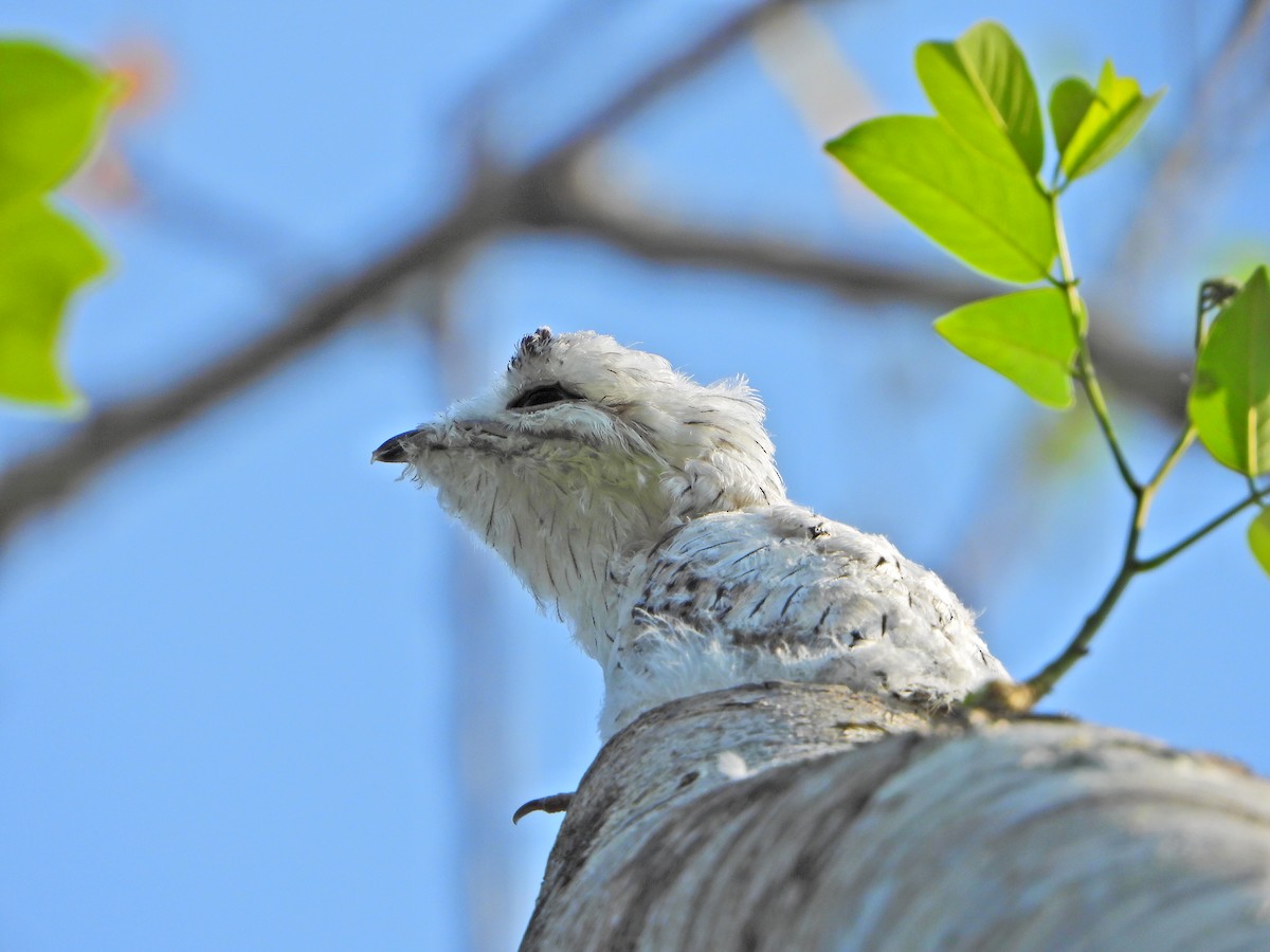 Northern Potoo - Cornelio Chablé