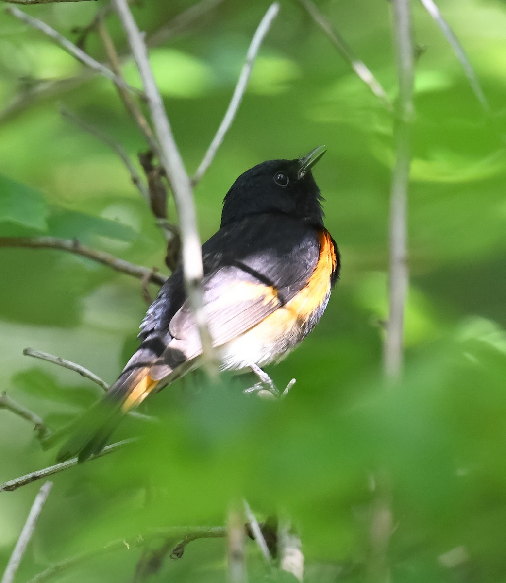 American Redstart - ML449207331