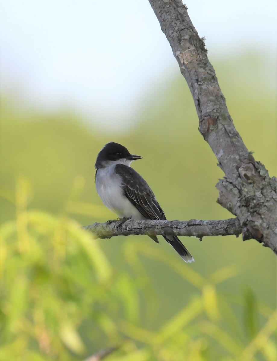 Eastern Kingbird - ML449207621