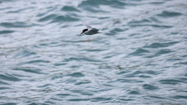 Arctic Tern - ML449207751