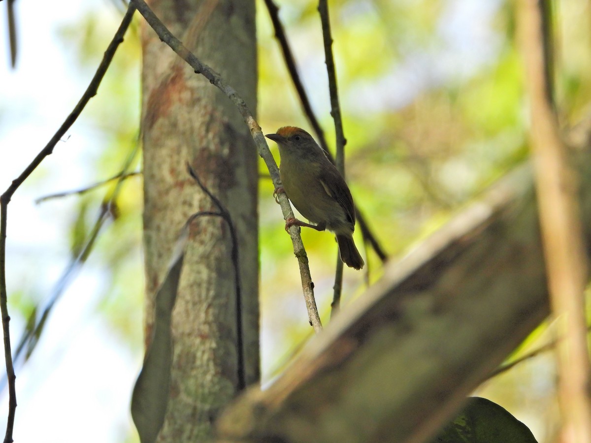 Tawny-crowned Greenlet - ML449208251