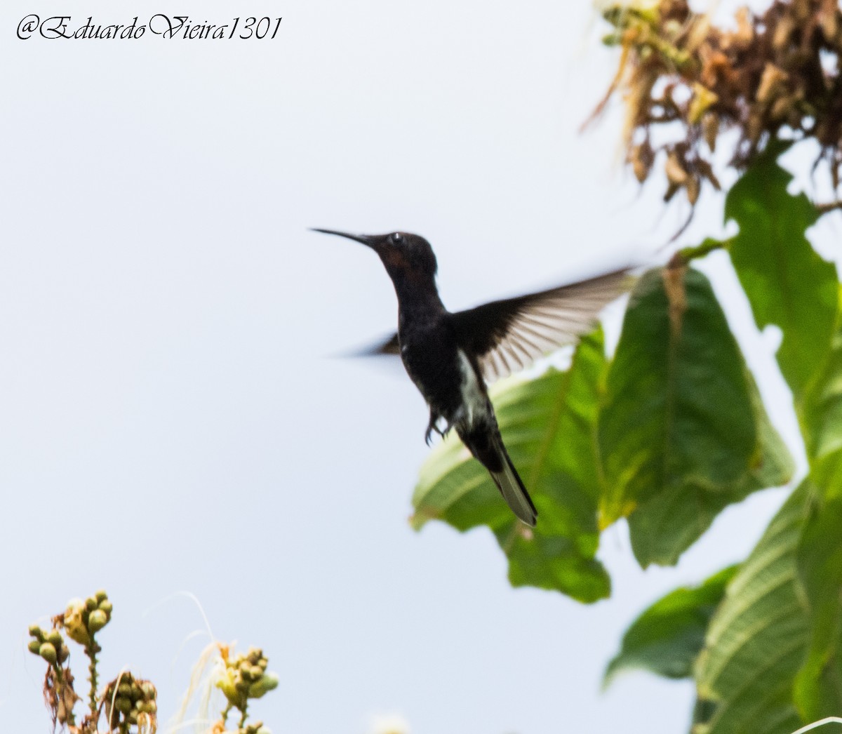 Black Jacobin - ML449209171