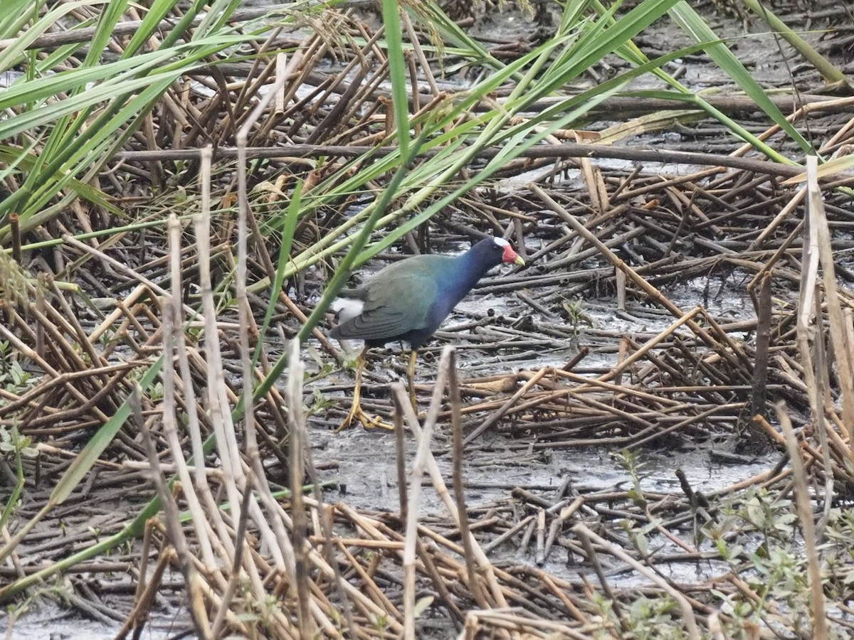 Purple Gallinule - Yve Morrell