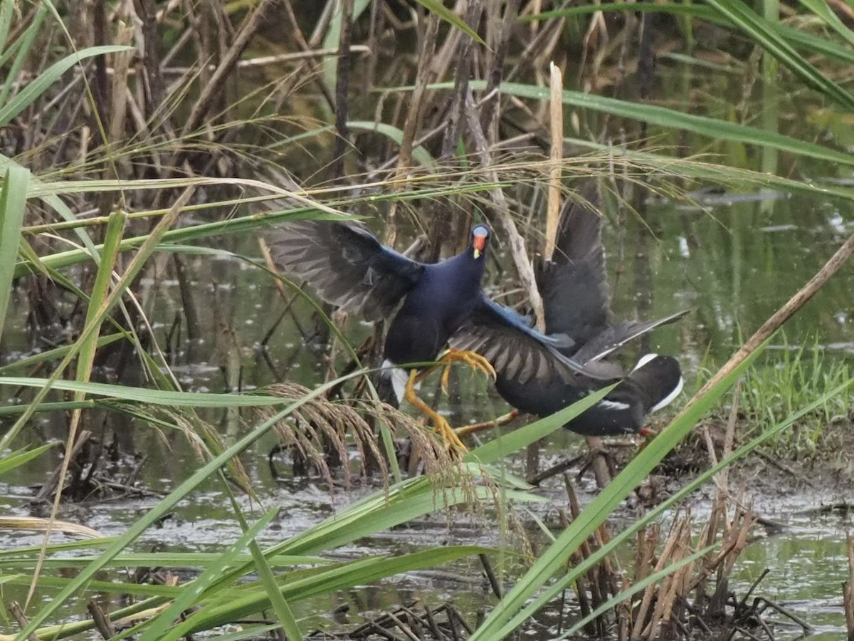 Purple Gallinule - Yve Morrell