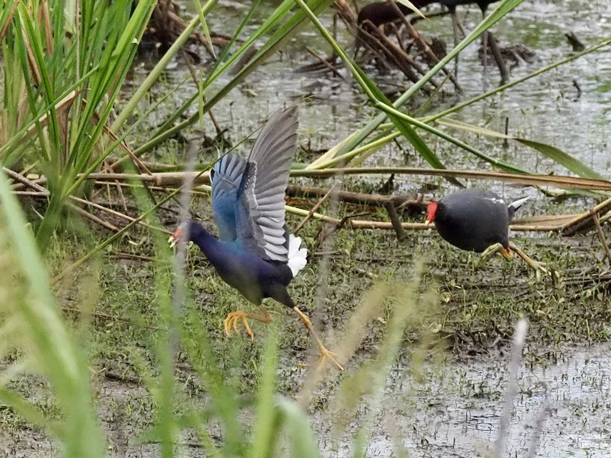 Purple Gallinule - Yve Morrell