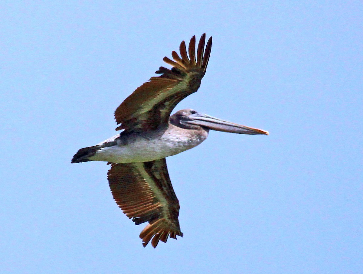 pelikán hnědý (ssp. californicus) - ML449211941