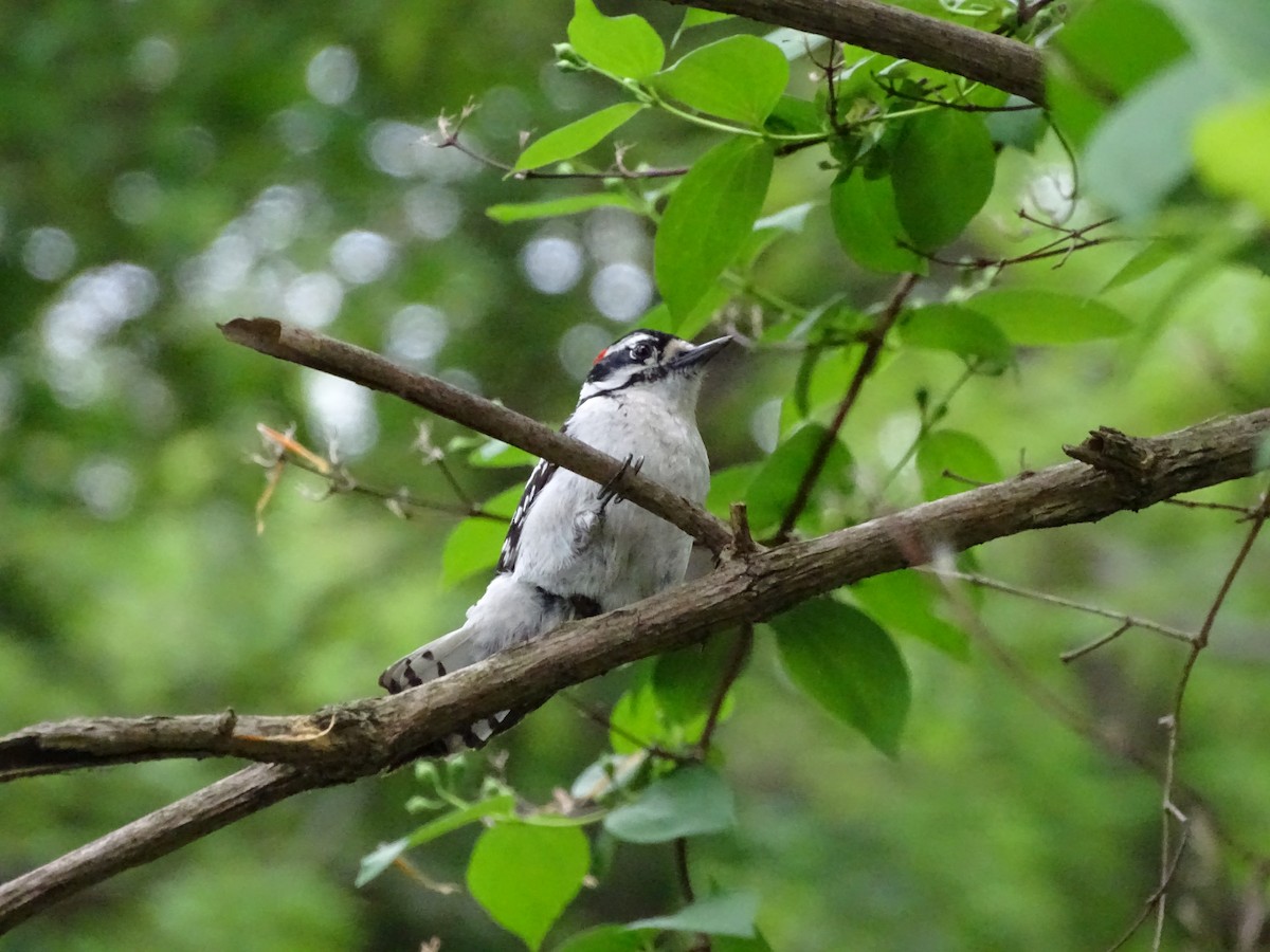 Downy Woodpecker - ML449212871