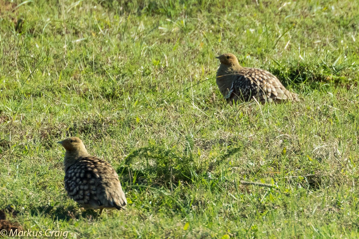 Namaqua Sandgrouse - ML44921331