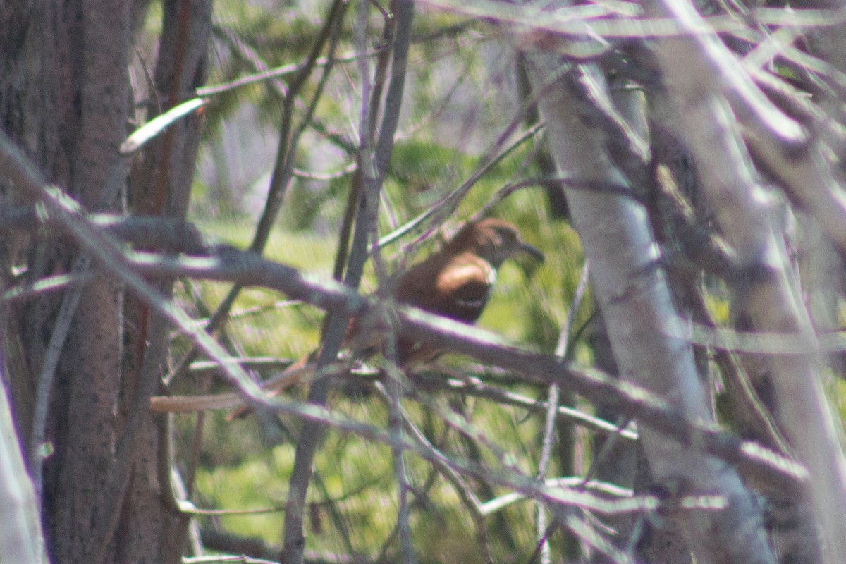 Brown Thrasher - Catherine Dion