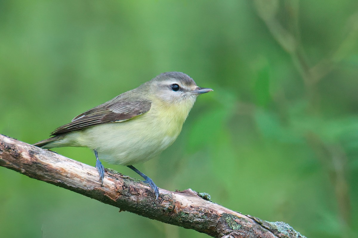 Philadelphia Vireo - ML449214971