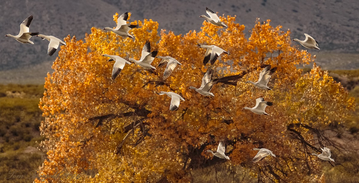 Snow Goose - Tom Ringold