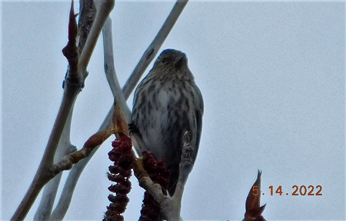 Pine Siskin - ML449216381