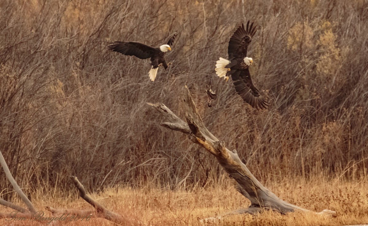 Bald Eagle - ML44921651