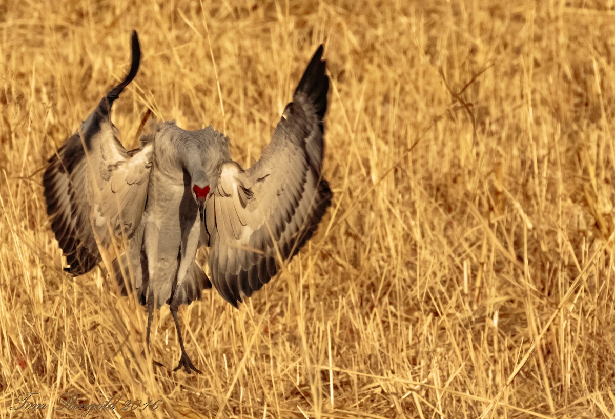 Grulla Canadiense - ML44921671