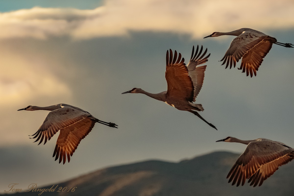 Sandhill Crane - Tom Ringold
