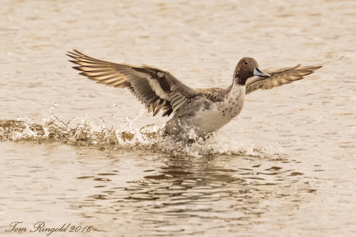 Northern Pintail - Tom Ringold