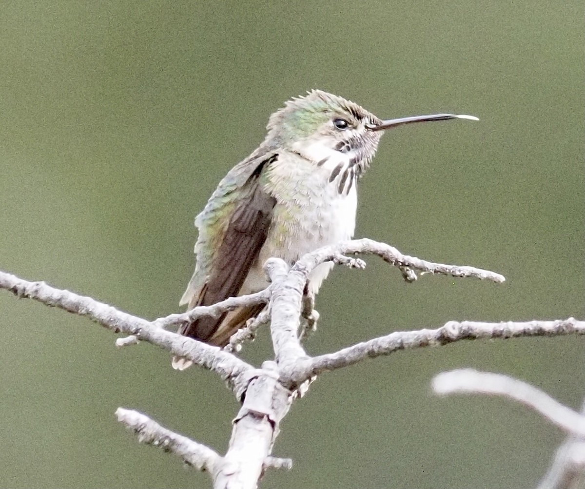 Calliope Hummingbird - Janice W