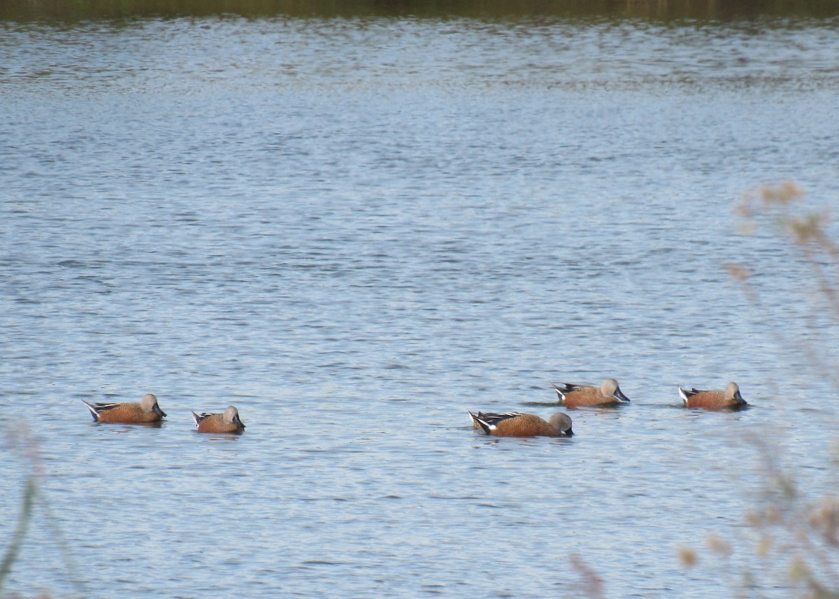 Cuchara Argentino - ML449218261