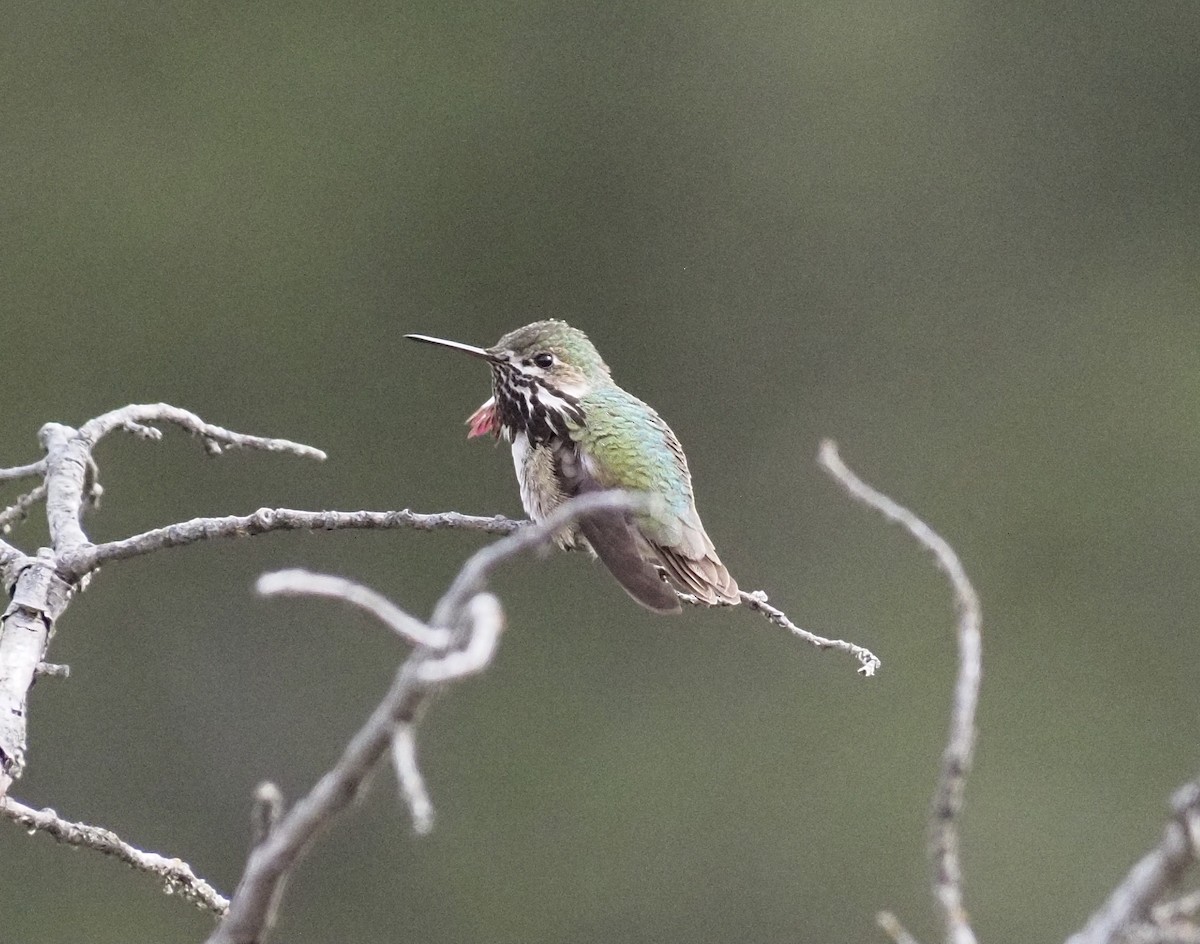 Calliope Hummingbird - Janice W