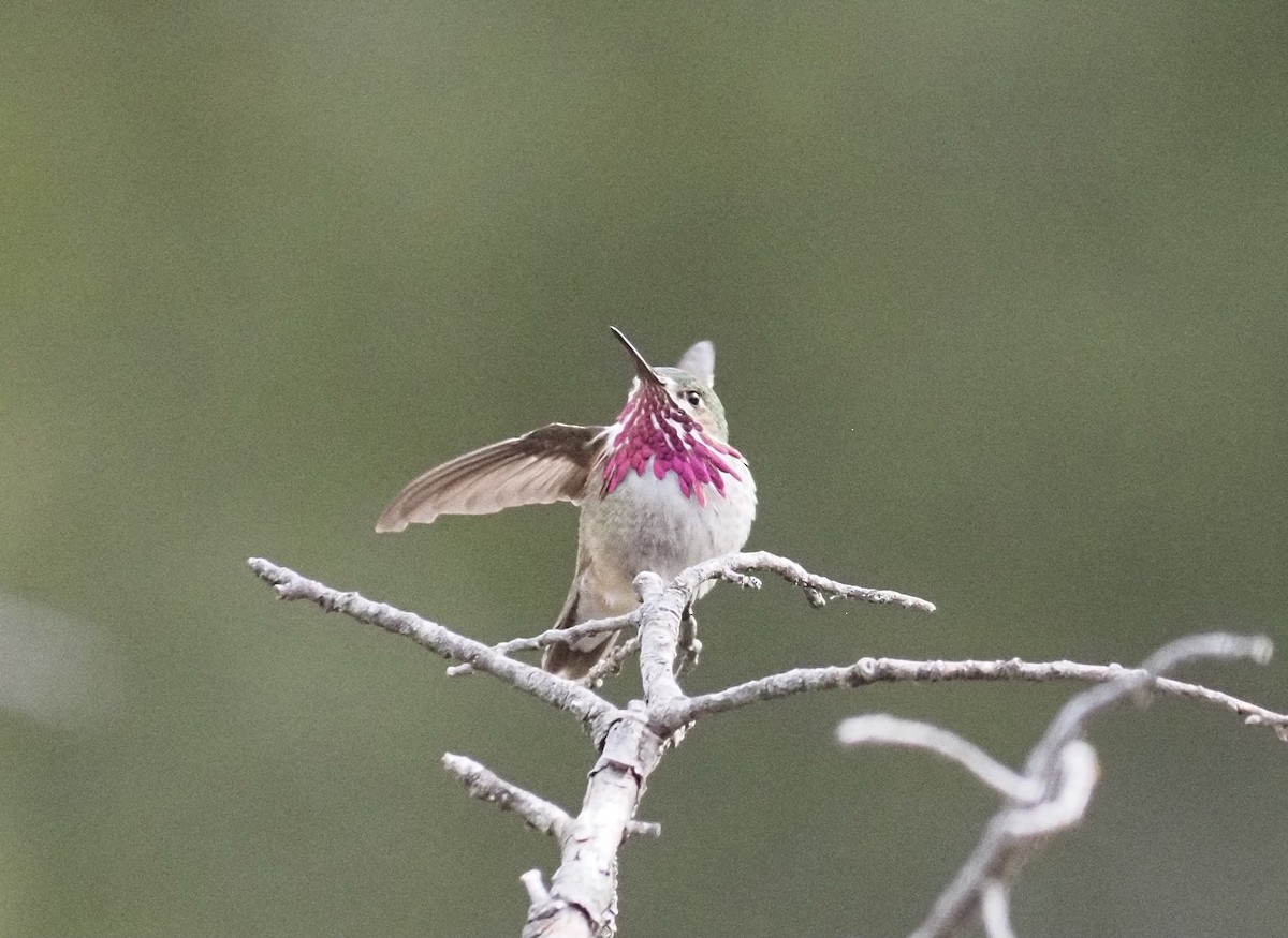 Colibrí Calíope - ML449218571