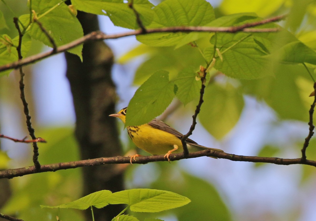 Canada Warbler - ML449218871