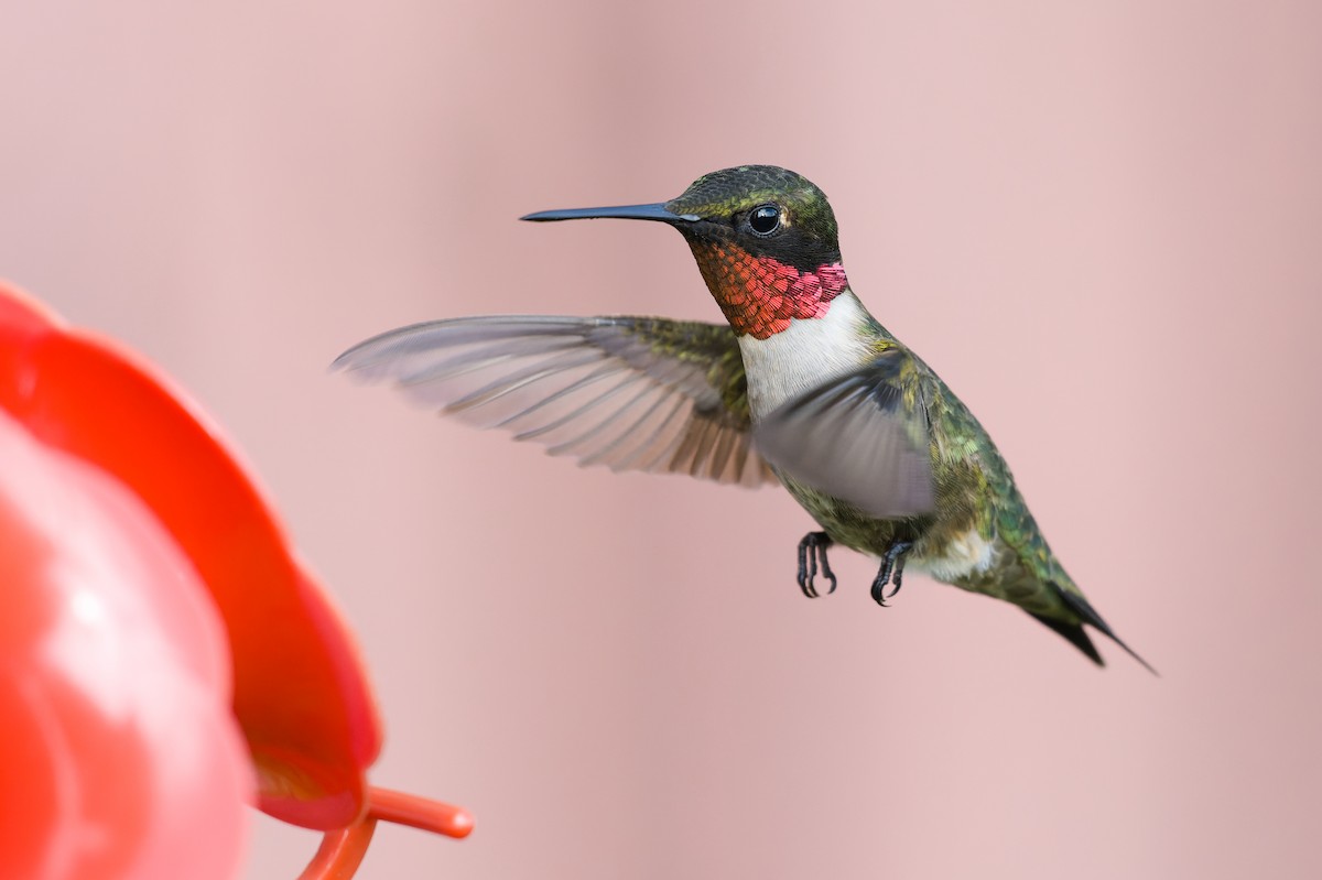 Ruby-throated Hummingbird - ML449219361