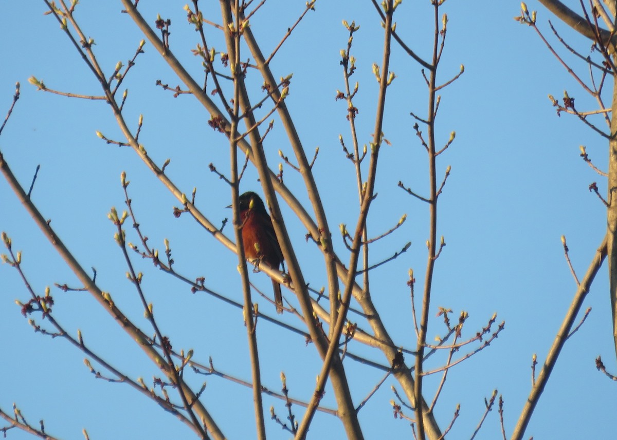 Orchard Oriole - Mary Ess-Why