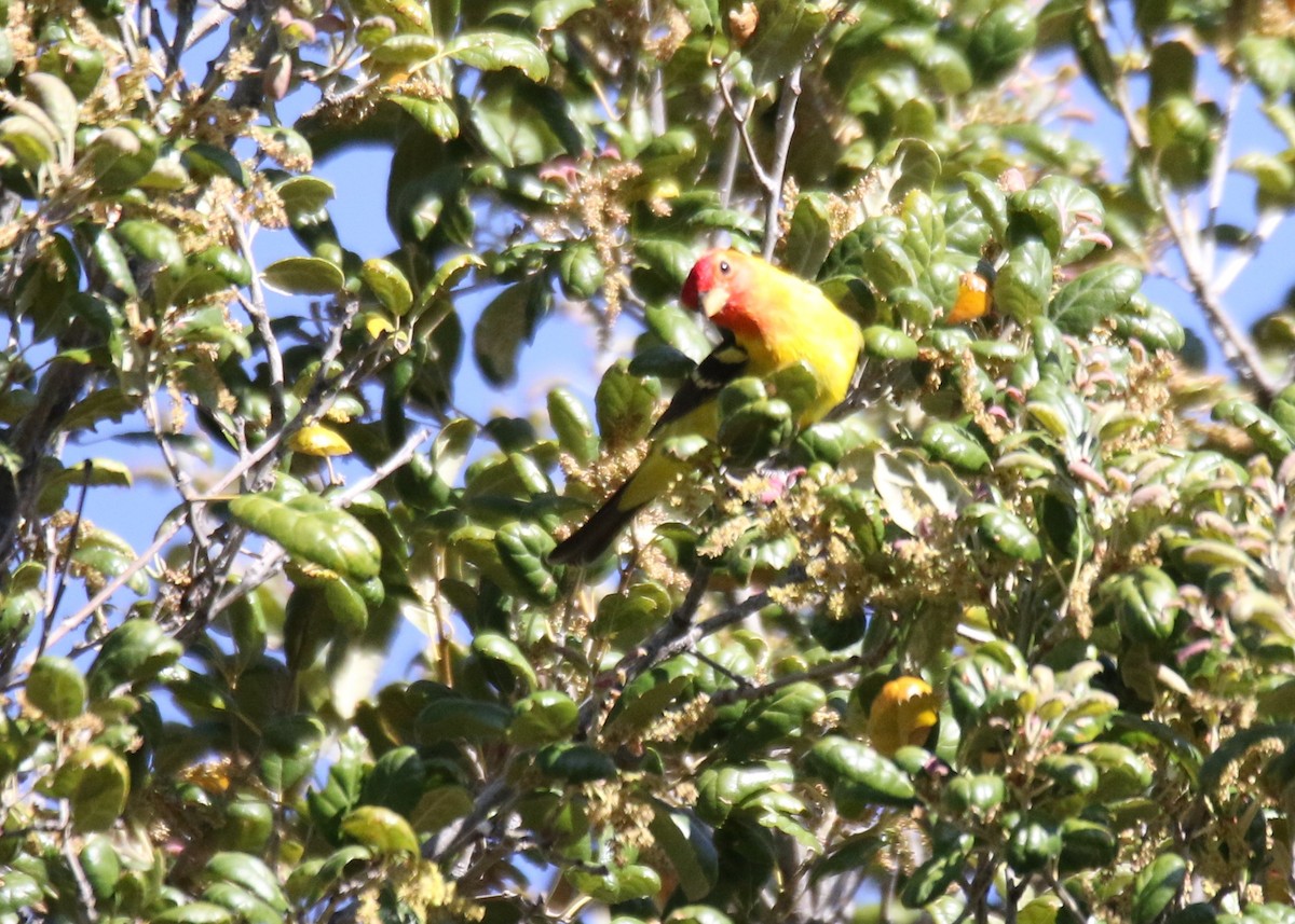 Western Tanager - ML449219451