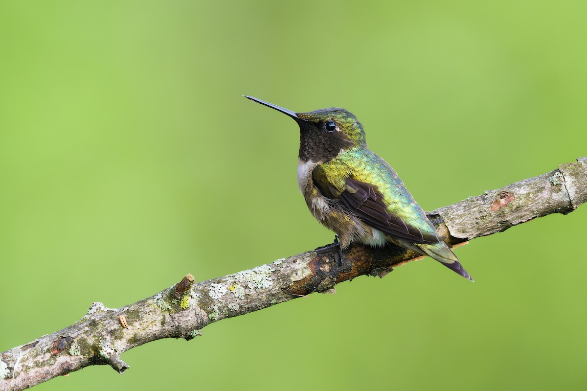 Ruby-throated Hummingbird - ML449219461