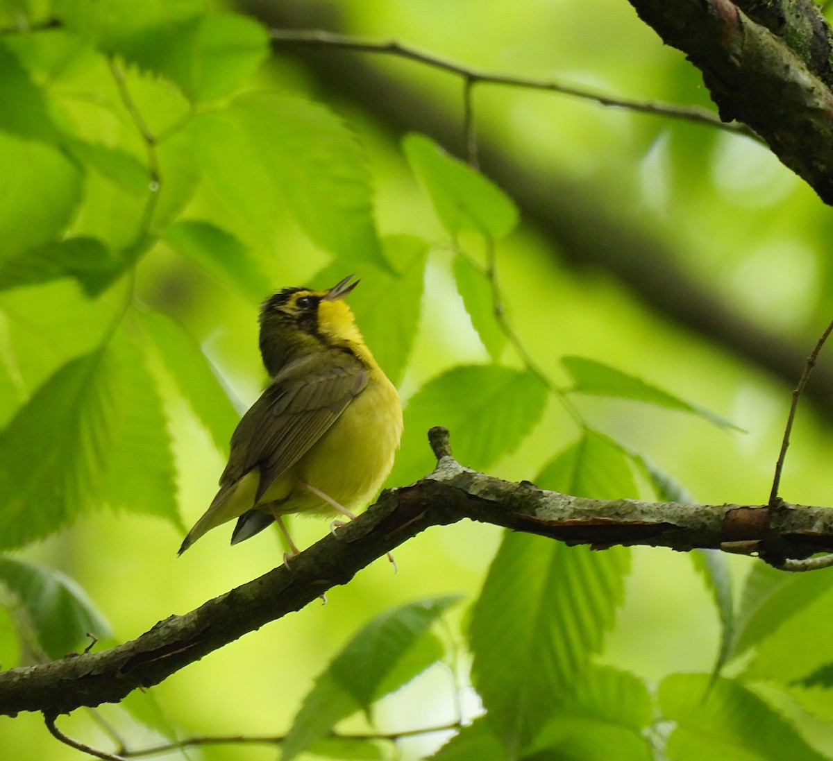 kentuckyparula - ML449219731