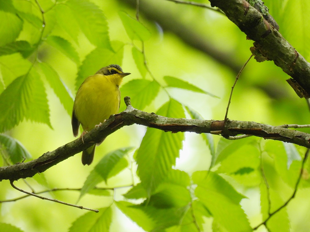 kentuckyparula - ML449219741