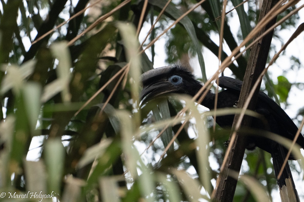 Yellow-casqued Hornbill - ML449220371