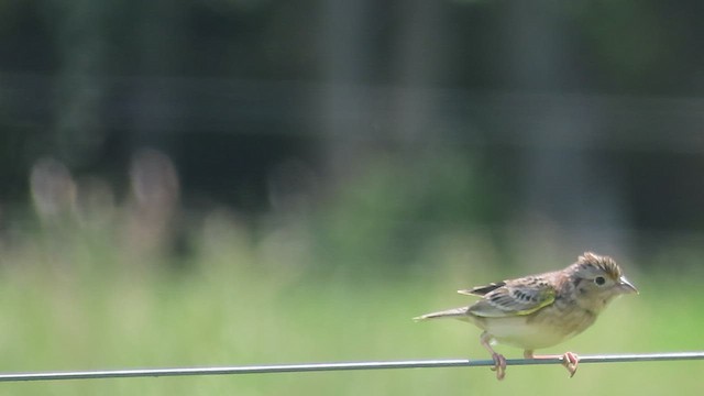 Grasshopper Sparrow - ML449220691