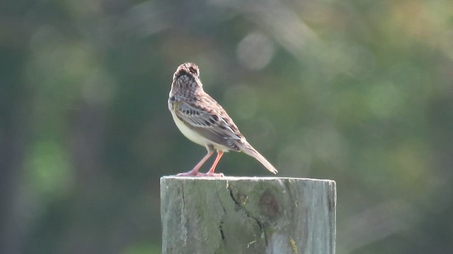 Grasshopper Sparrow - ML449220761