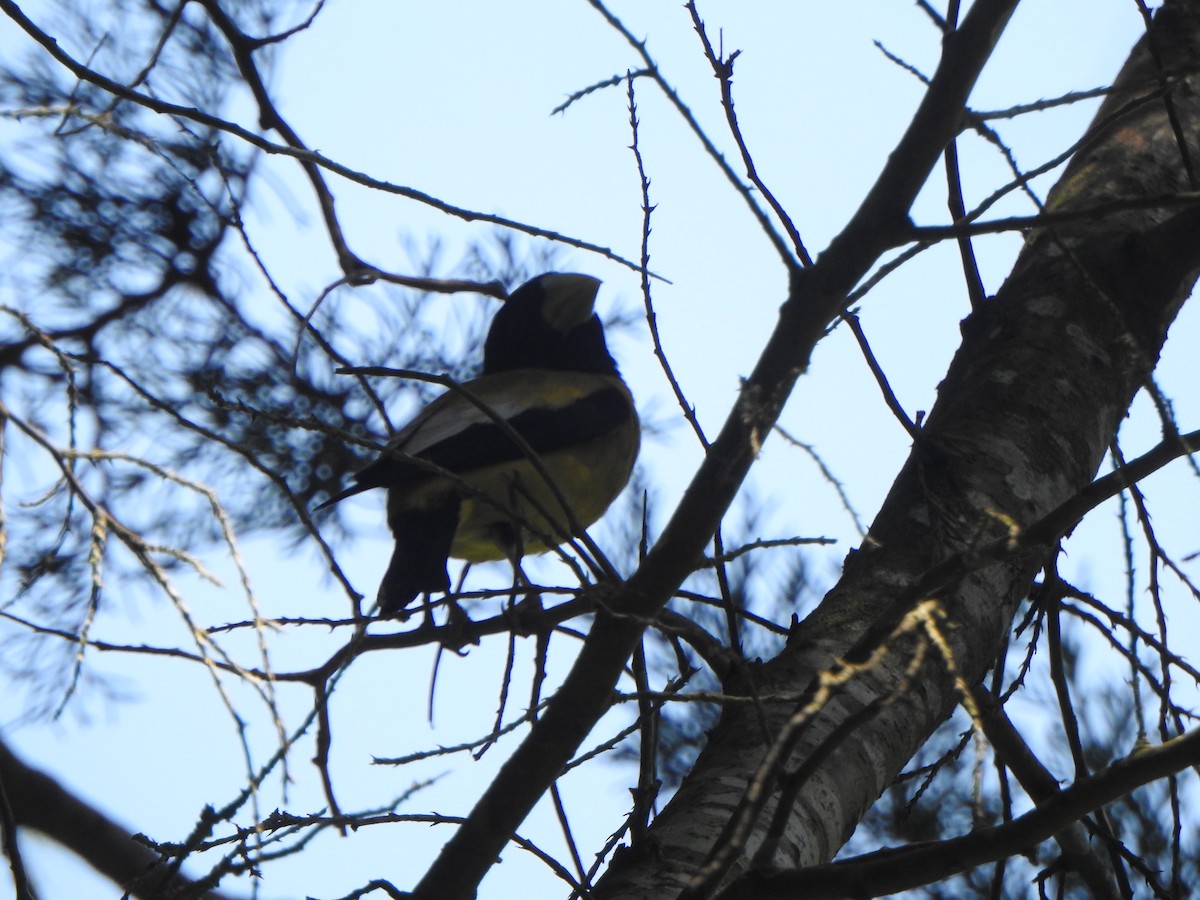 Hooded Grosbeak - ML449220971