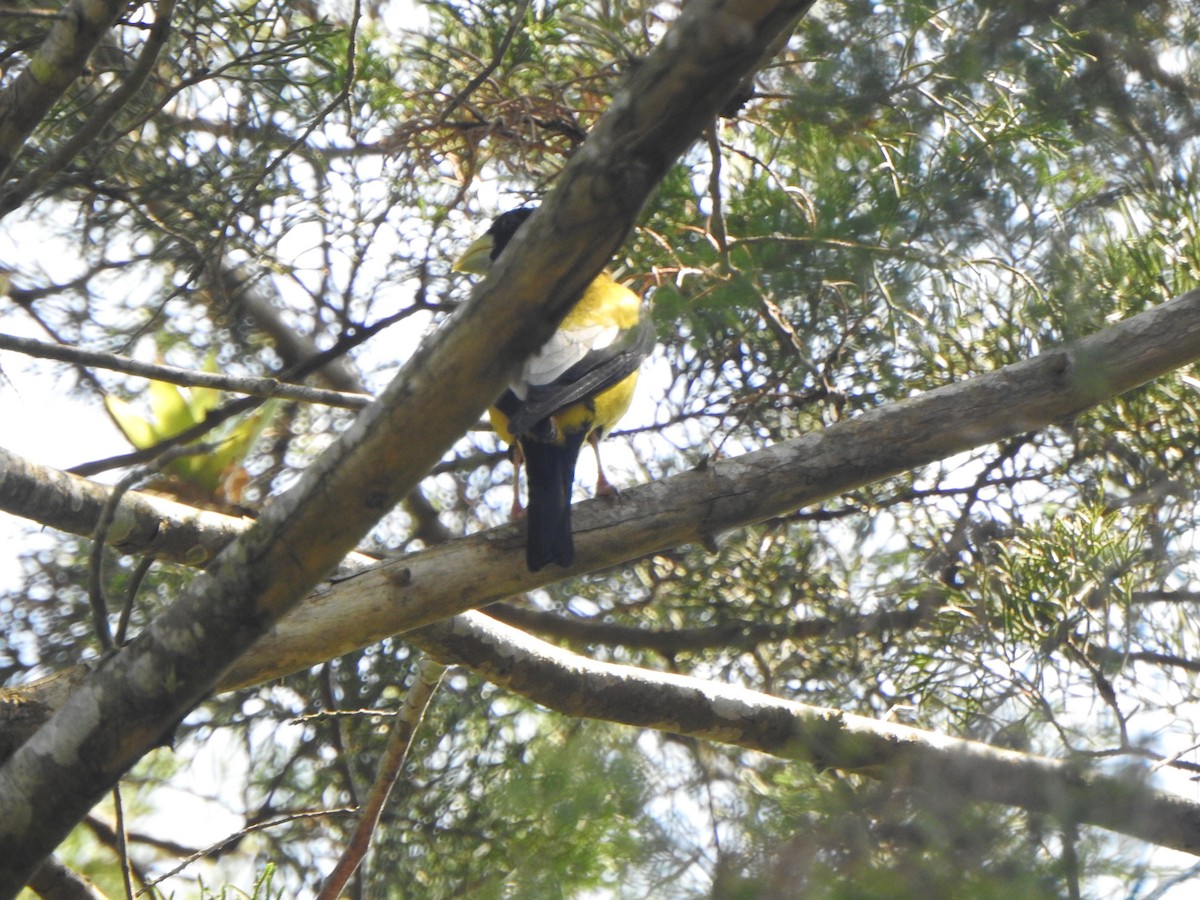 Hooded Grosbeak - ML449220981