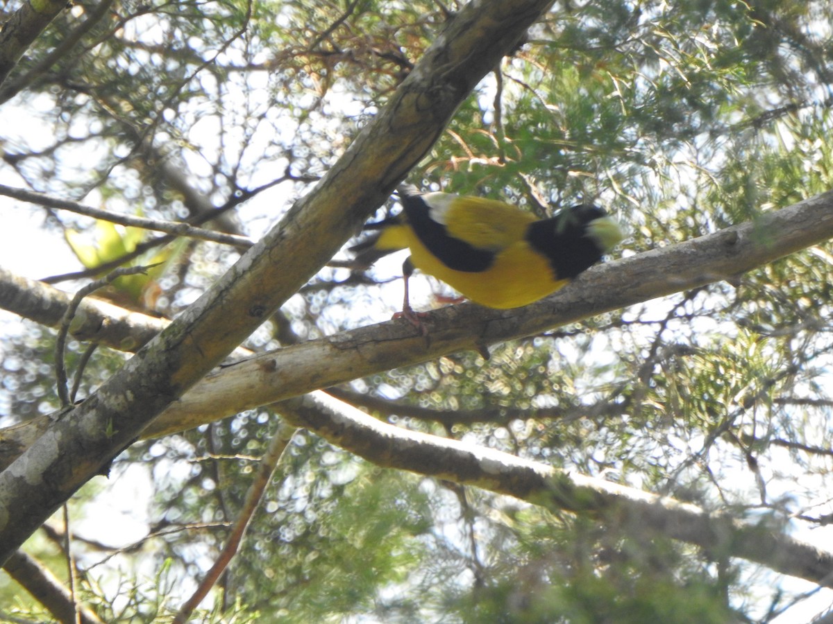 Hooded Grosbeak - ML449221031