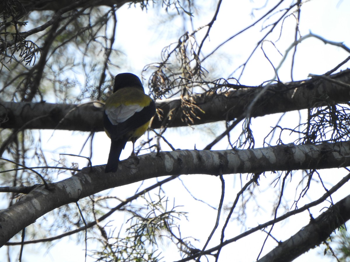 Hooded Grosbeak - ML449221061