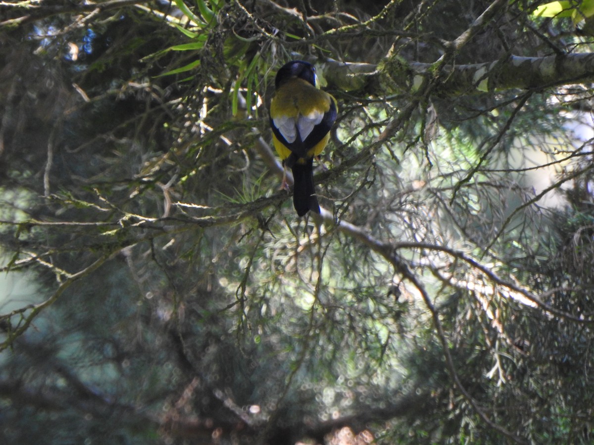 Hooded Grosbeak - ML449221081