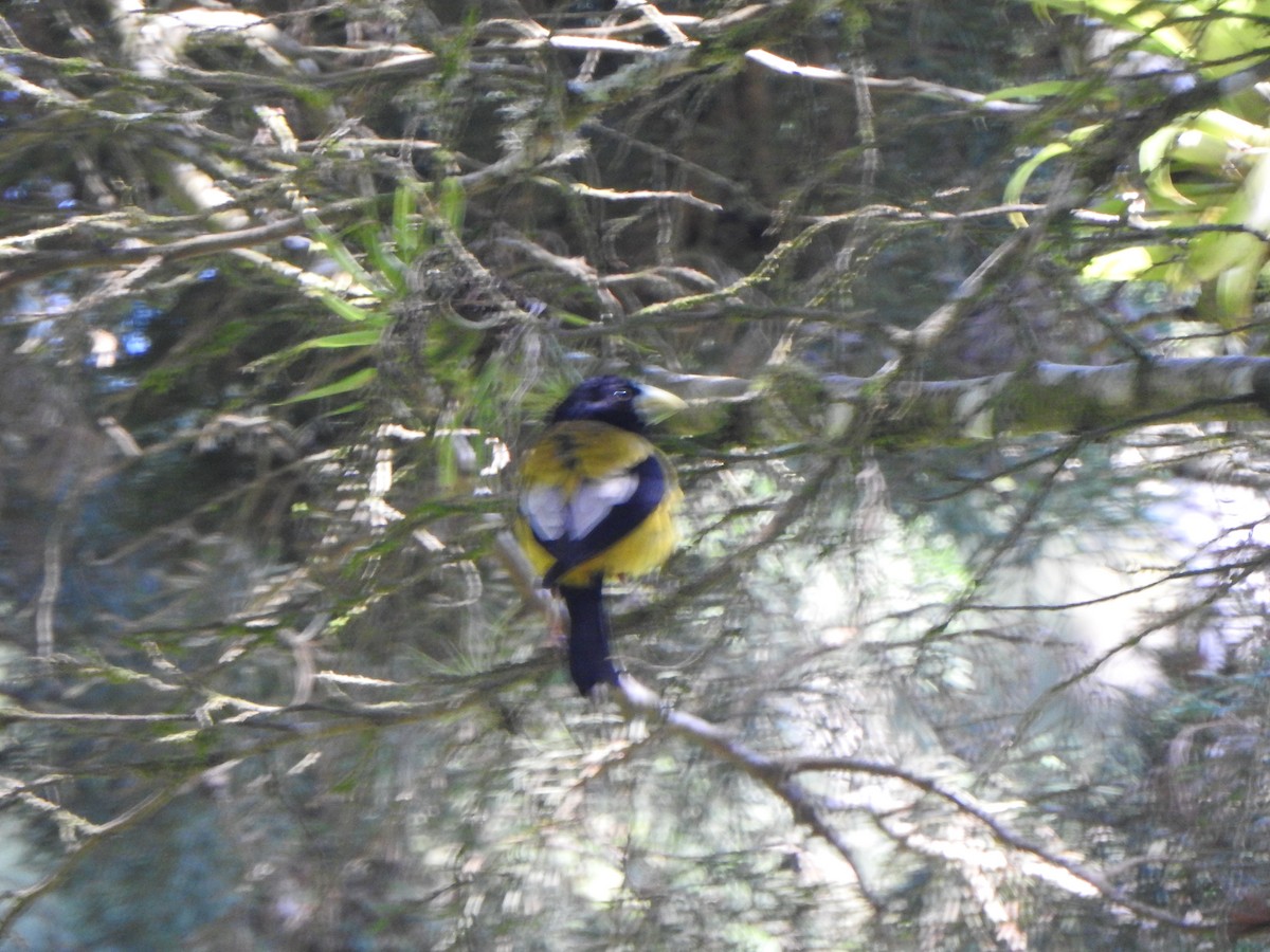 Hooded Grosbeak - ML449221091