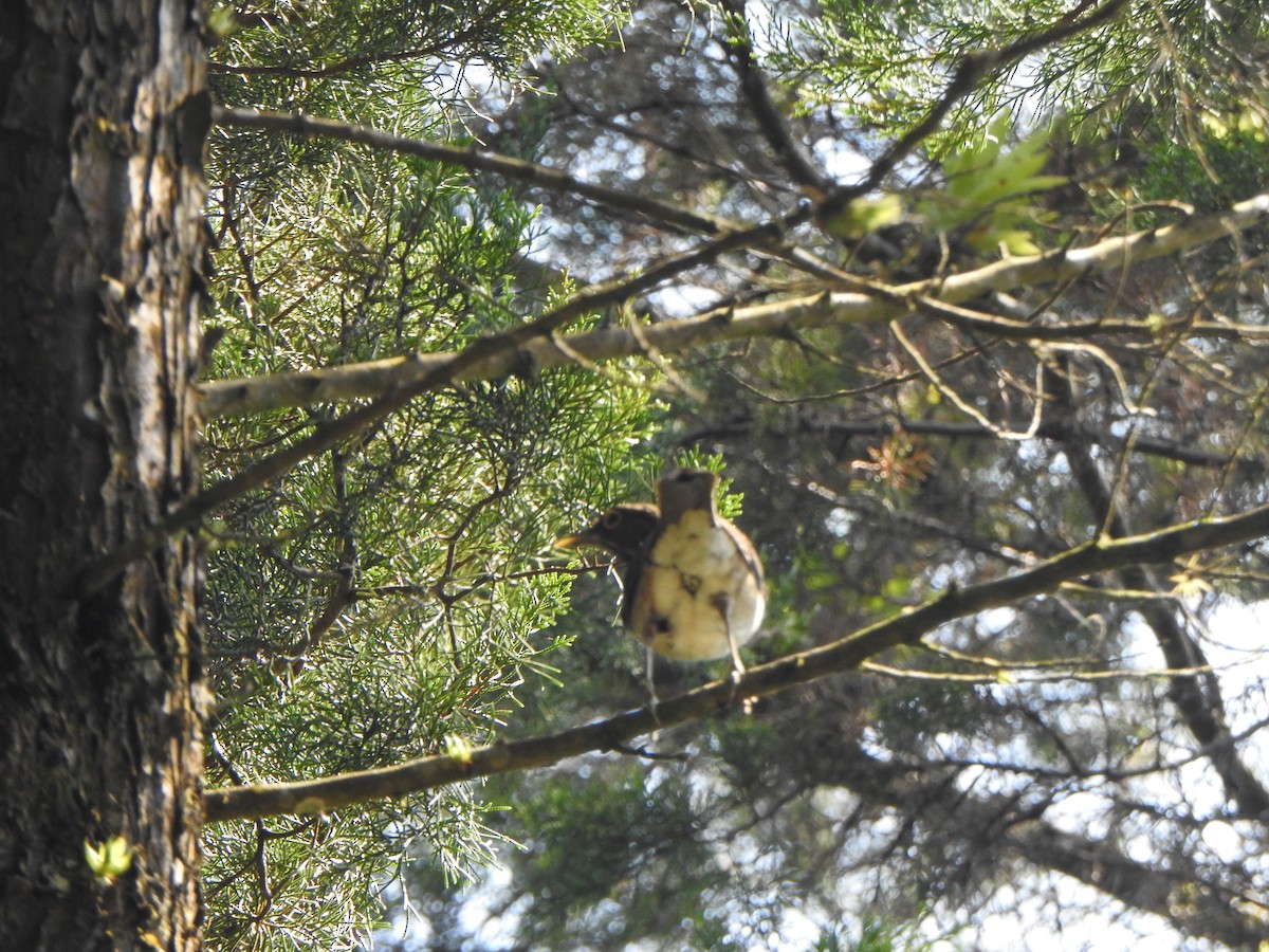 White-throated Thrush - ML449221171