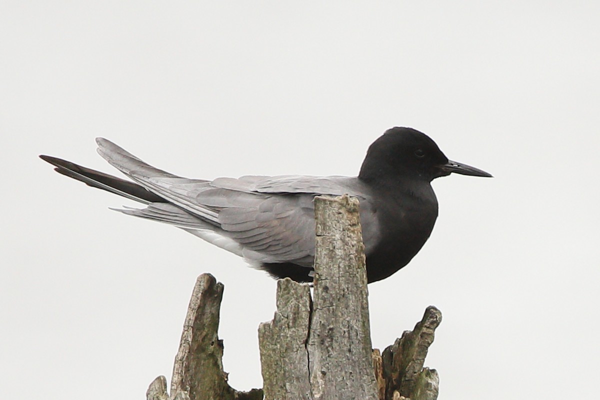 Black Tern - ML449221551