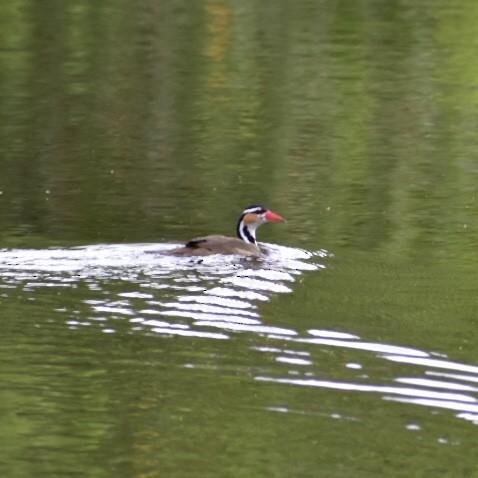 Sungrebe - Alexandre Grave