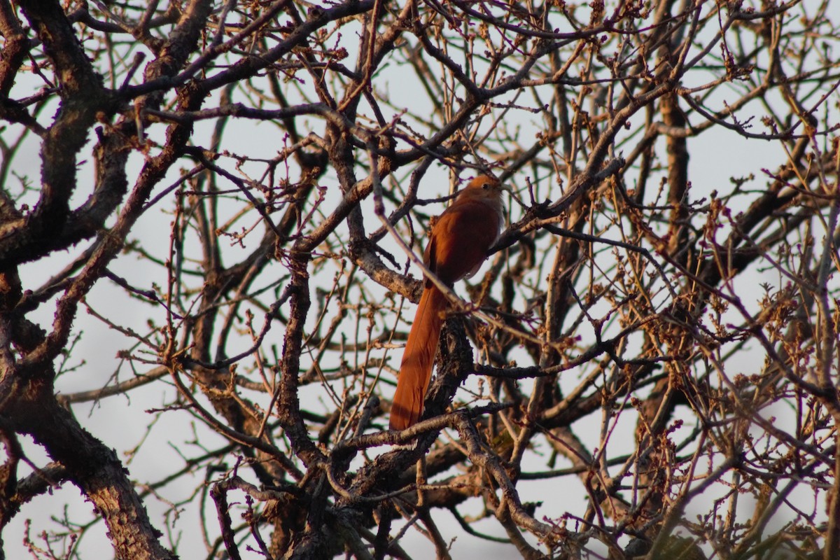 Squirrel Cuckoo (West Mexico) - Juan Arrieta