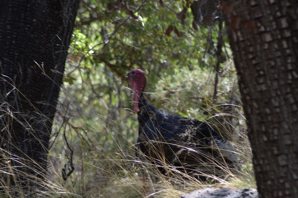 Wild Turkey - ML449222381