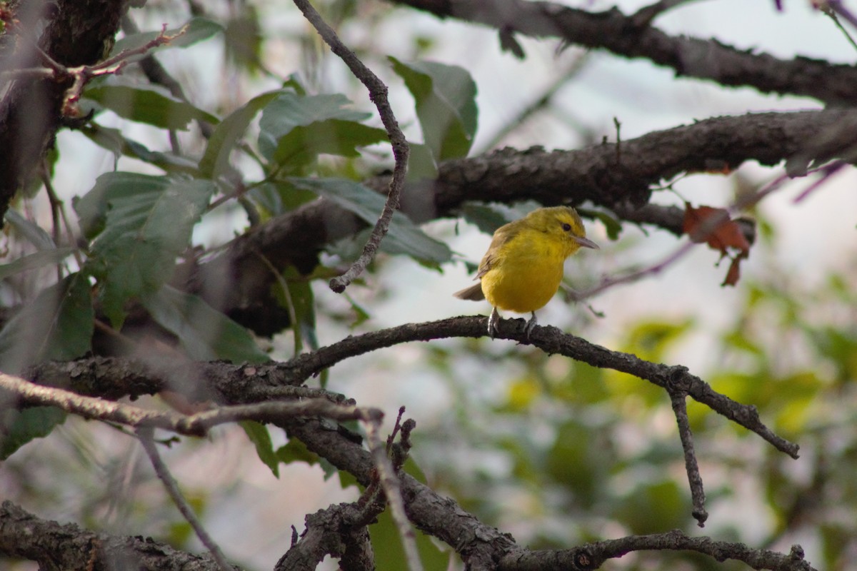 Golden Vireo - Juan Arrieta